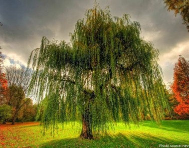 Interesting facts about willows