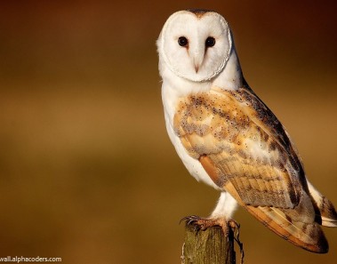 Interesting facts about barn owls