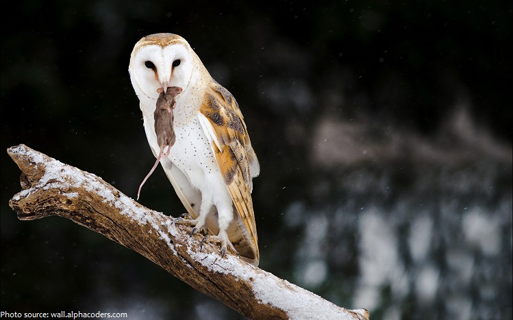 Interesting facts about barn owls | Just Fun Facts