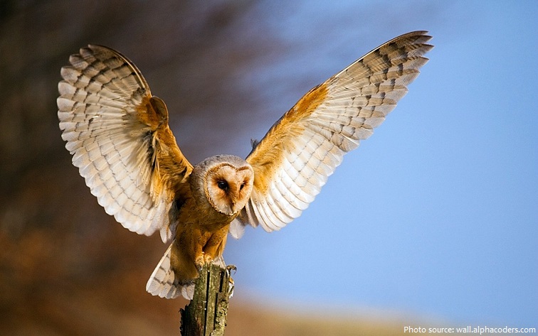 barn owl wingspan