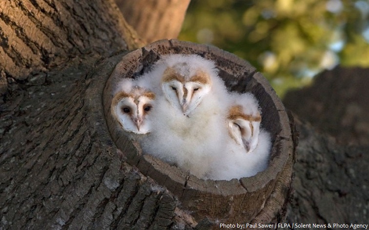 barn owls chicks
