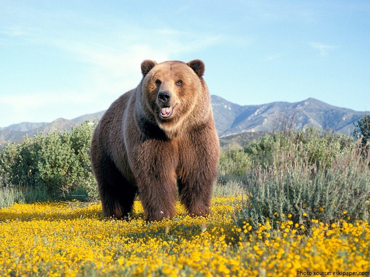 brown-bear-2