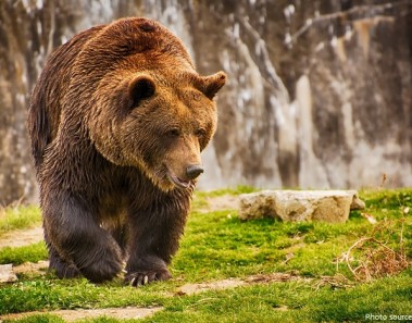 Interesting facts about brown bears