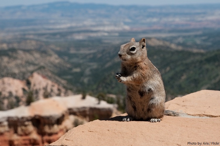 bryce canyon squirrel