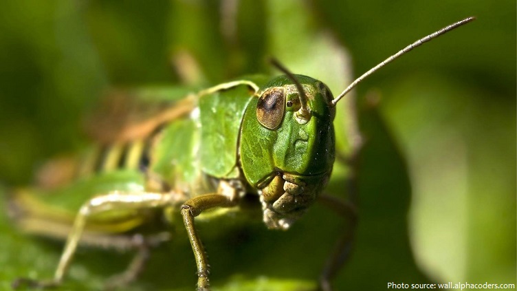 Interesting facts about grasshoppers | Just Fun Facts