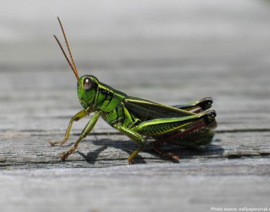 Interesting facts about grasshoppers
