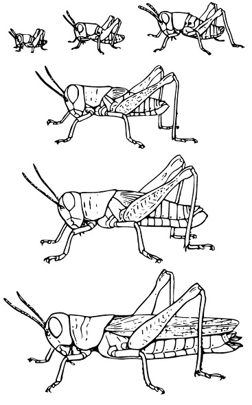 grasshopper-incomplete-metamorphosis-stages