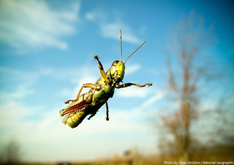 grasshopper jump