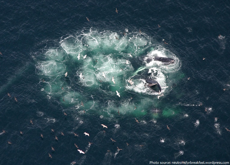 humpback whale bubble net