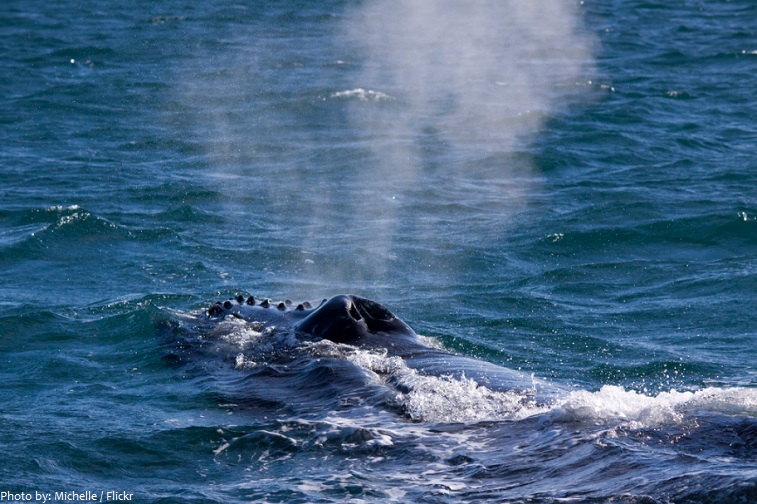 humpback whales breathing