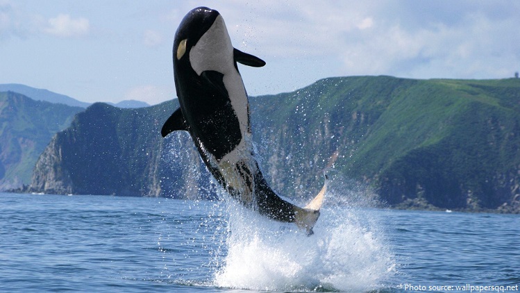 killer whale jump