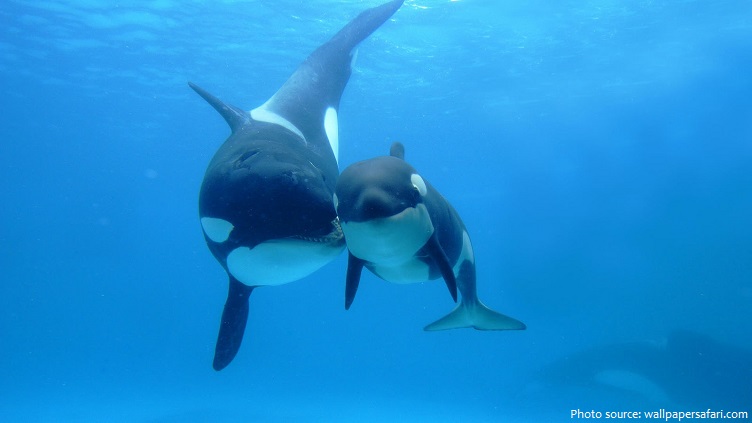killer whale mother and baby
