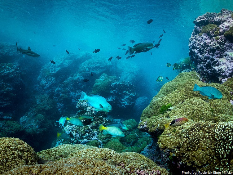 millenniu atoll kiribati underwater