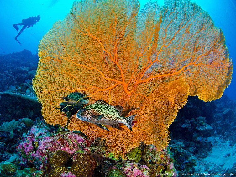 palau coral underwater