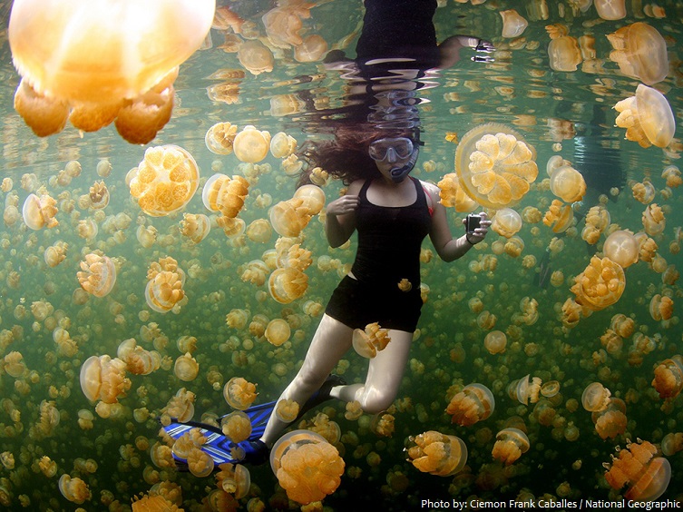 palau jellyfish lake