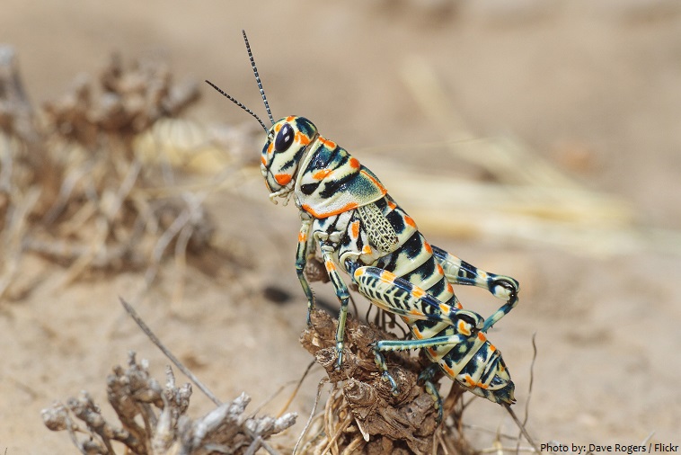 rainbow grasshopper