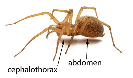 spider abdomen cephalothorax