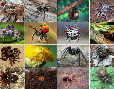 Interesting facts about spiders