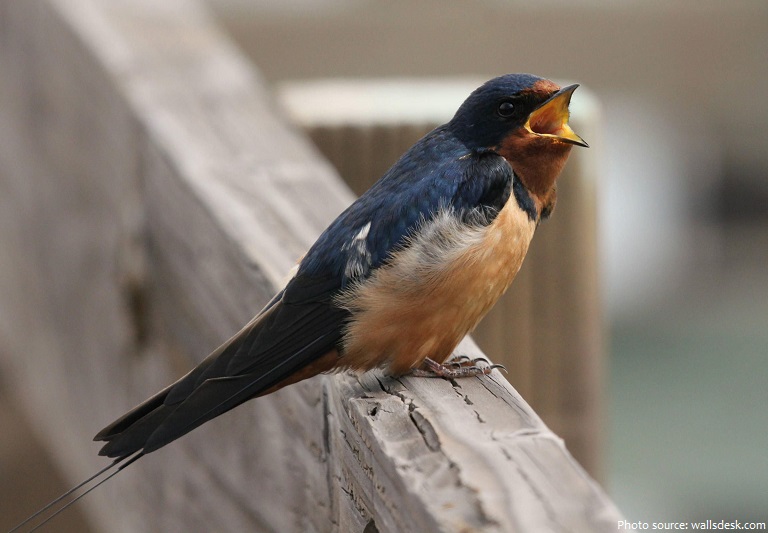 swallow singing