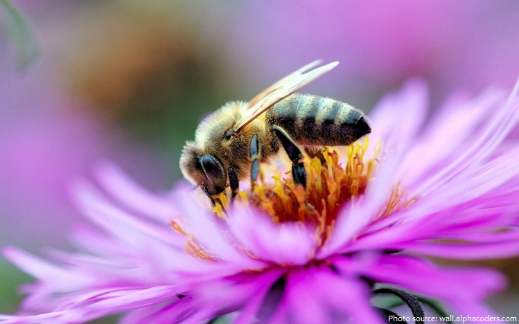 bee eating polen