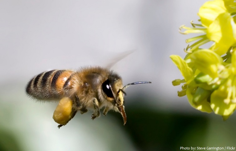 bee pollen basket