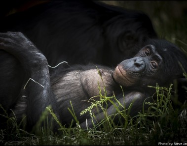 Interesting facts about bonobos