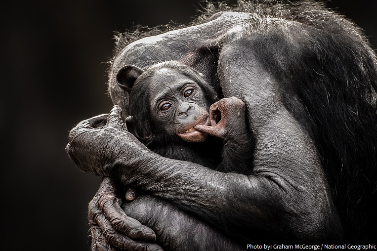 bonobo mother and baby