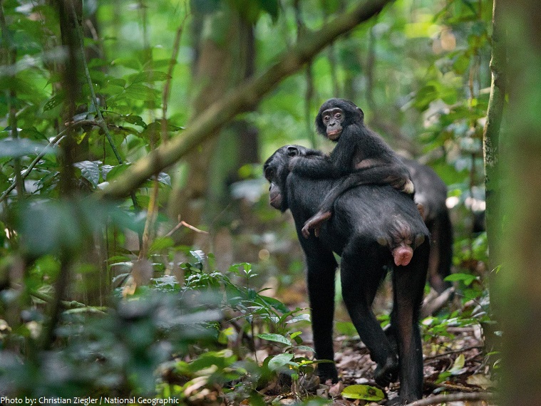 bonobo mother and young
