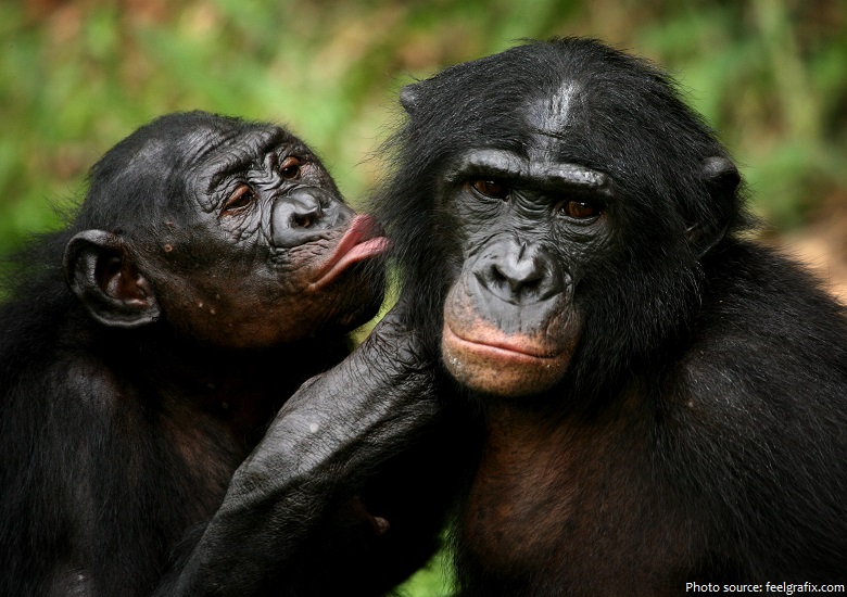 bonobos communicate