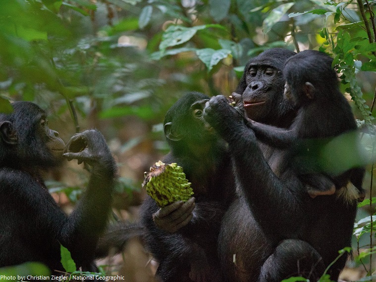 bonobos group