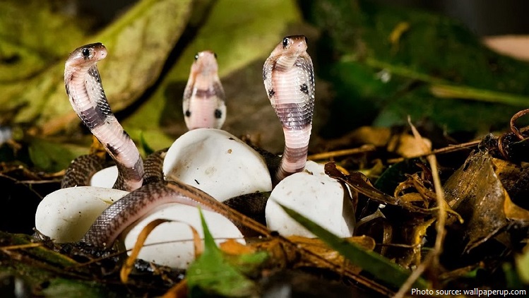 cobra's eggs and young cobras
