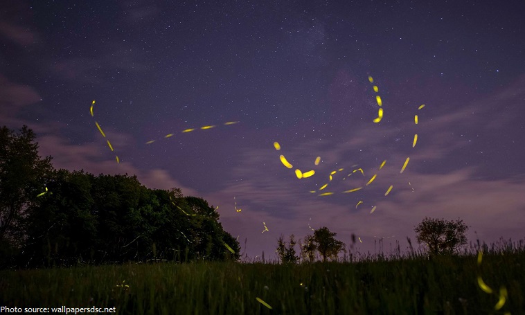 fireflies-3