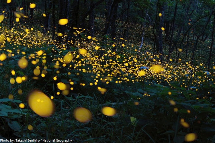 fireflies-4