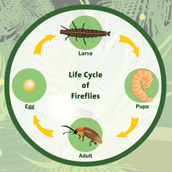 firefly life cycle