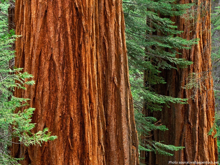 giant sequoia bark
