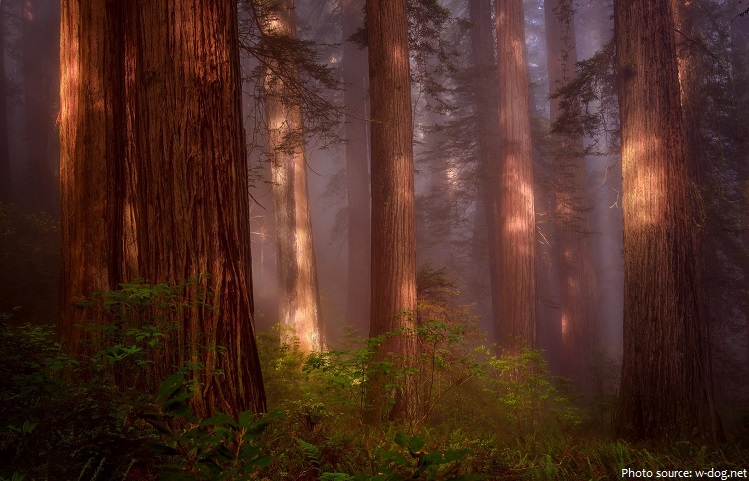 giant-sequoias-3