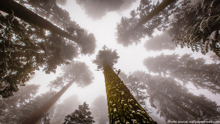 giant sequoias snow