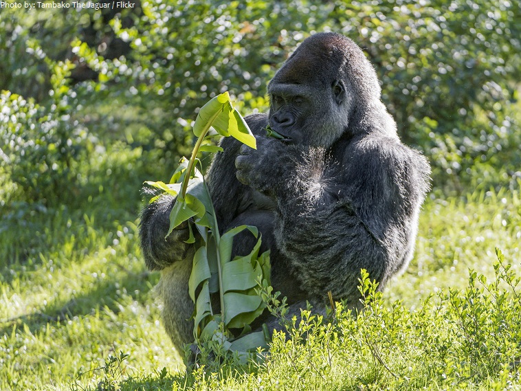 gorila eating