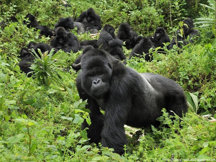 gorilla group