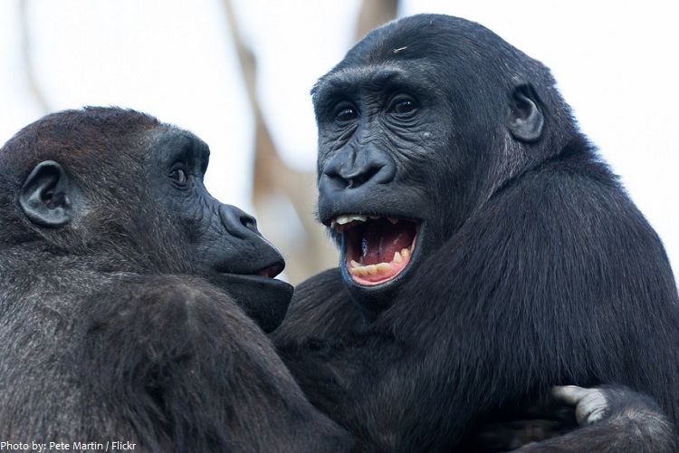 gorillas communication