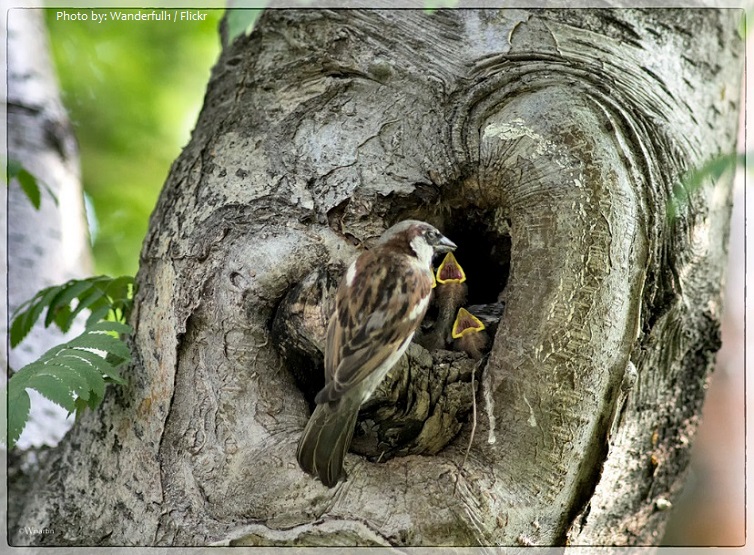 house sparrow chicks