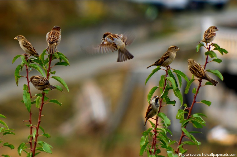 house sparrows