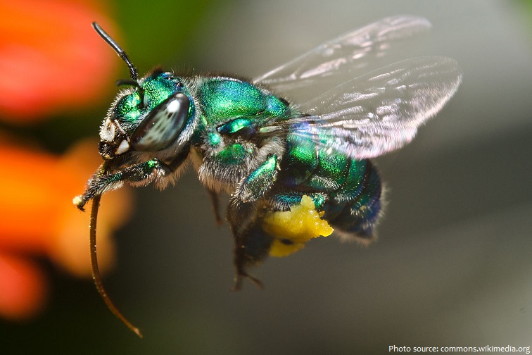 orchid bee