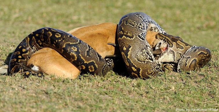python and prey