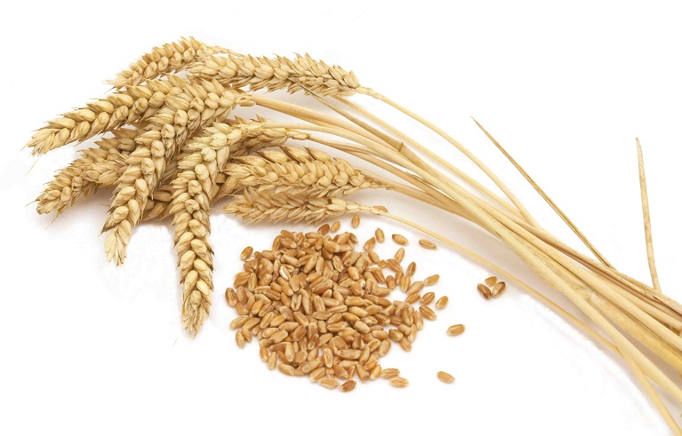 wheat-grains-2