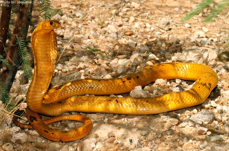 yellow cobra