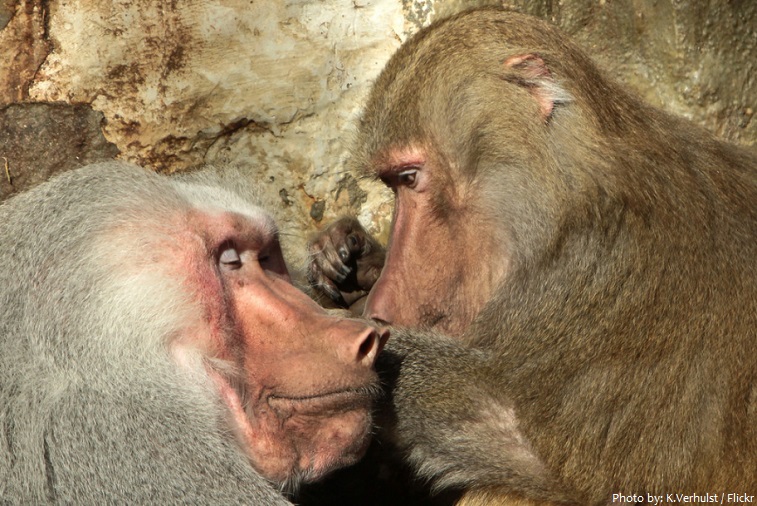baboons grooming
