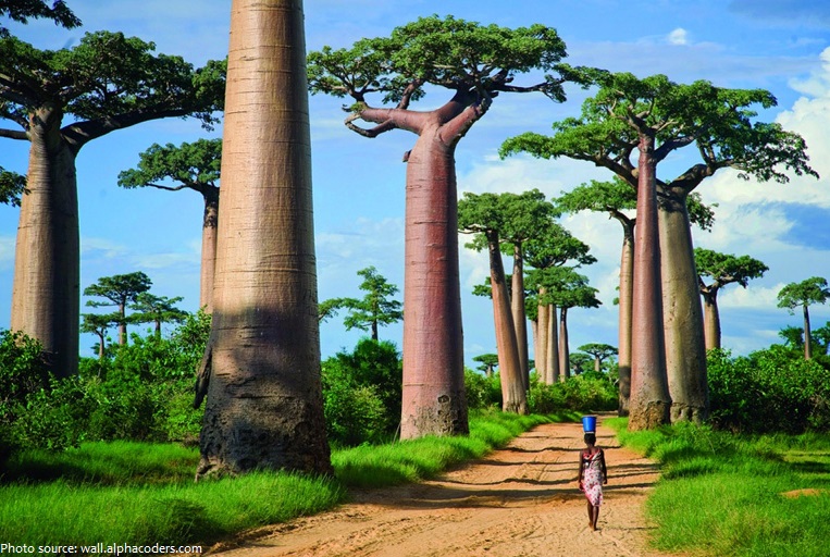 baobab-trees-2