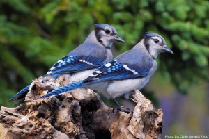 Interesting facts about blue jays | Just Fun Facts