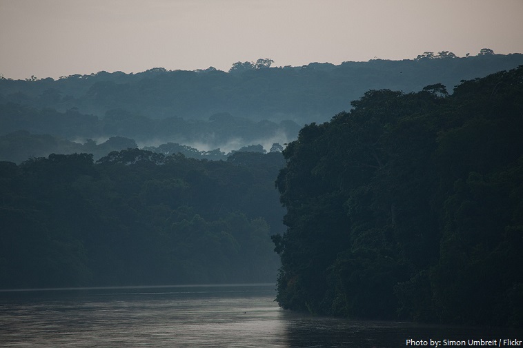 central african republic forest